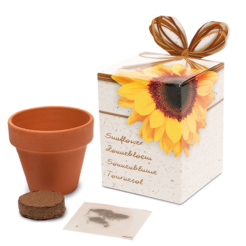 Petit pot avec graines dans une boîte - image 4